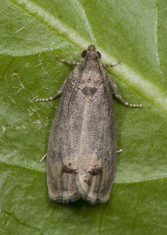 Tortricidae: Cydia pomonella